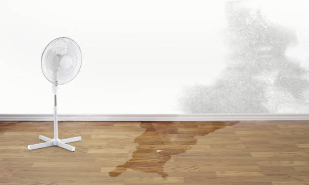Carpet water damage restoration in Eustis, FL